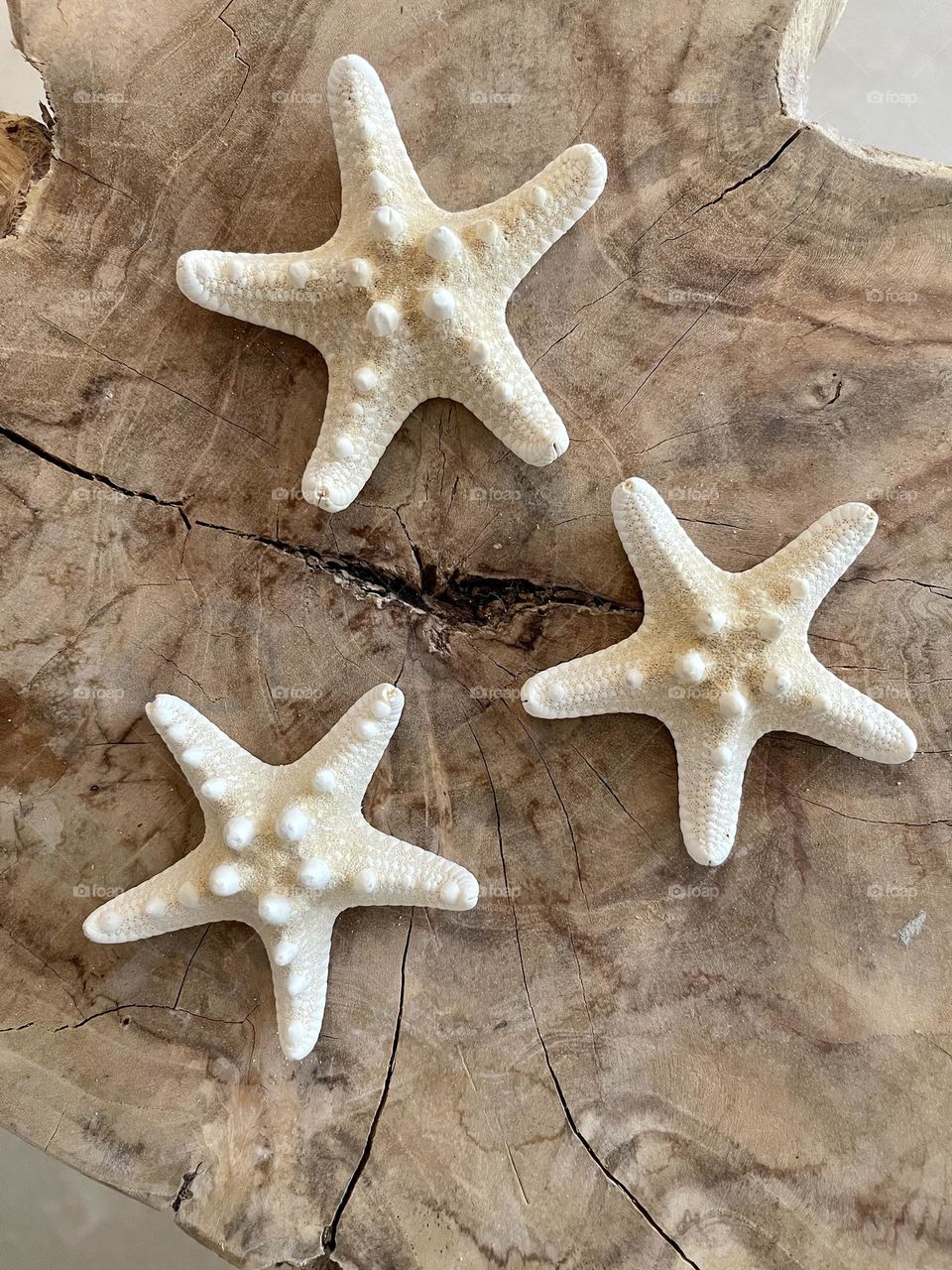 Three white fish stars on wooden surface, neutral colors palette 