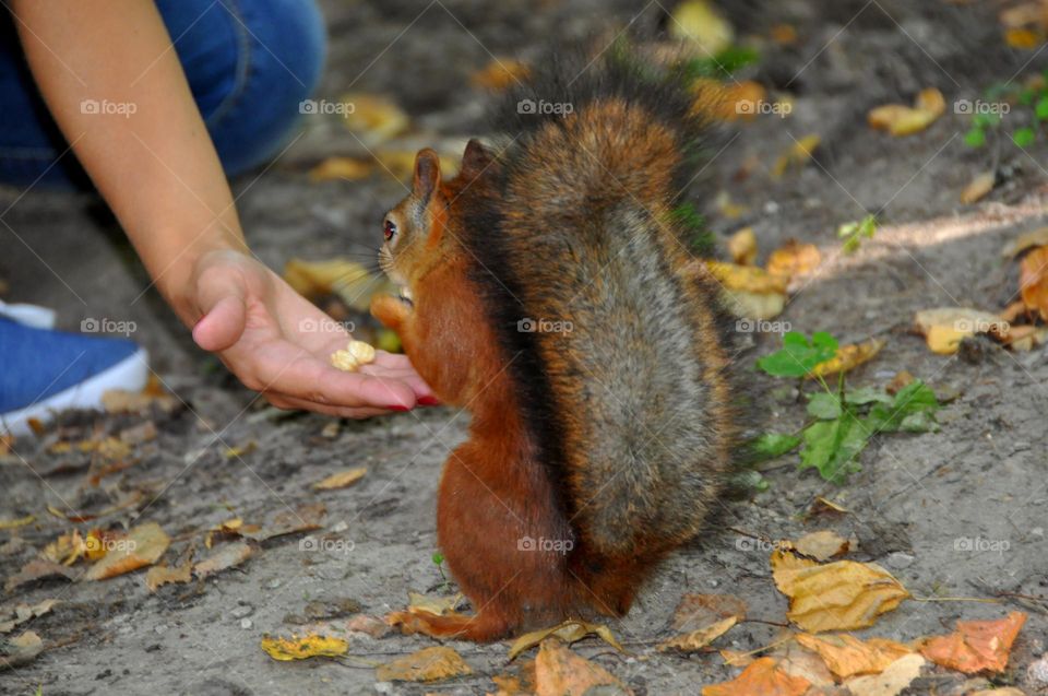 fluffy tail/squirrel/nuts