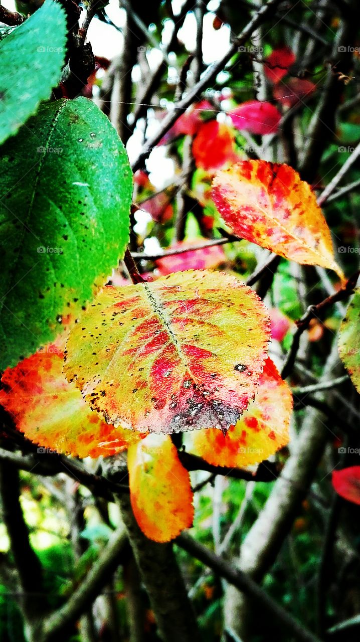 Beginning of autumn..