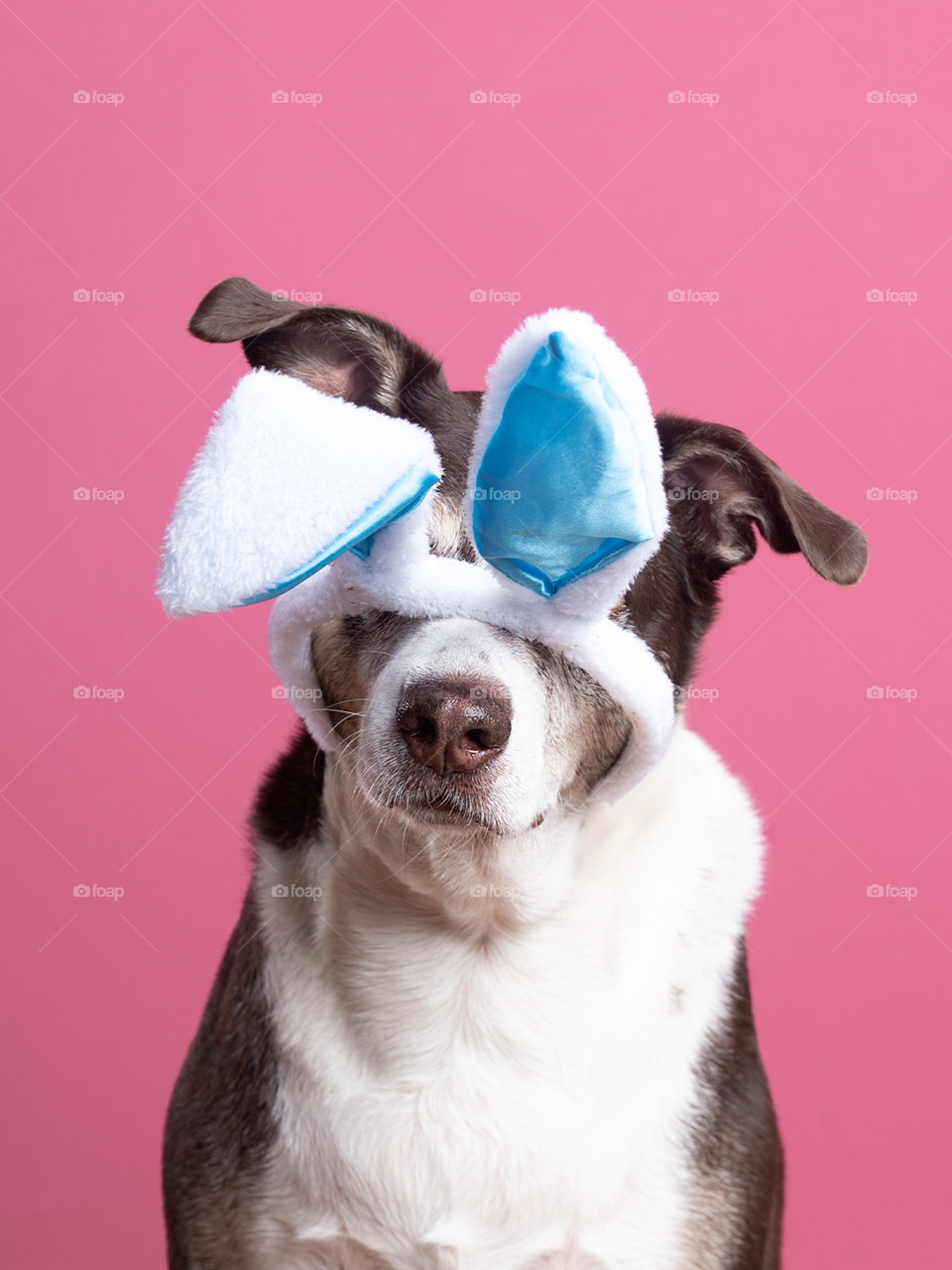 Easter dog - bunny ears - studio 