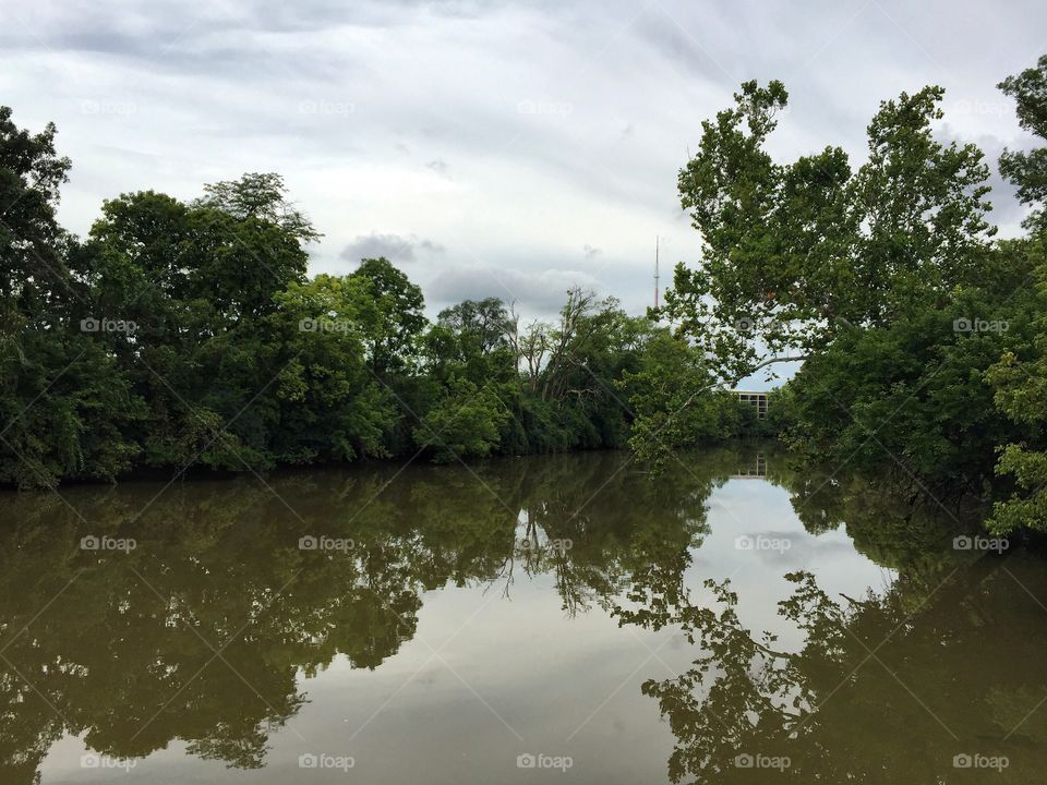 Trees reflected in river