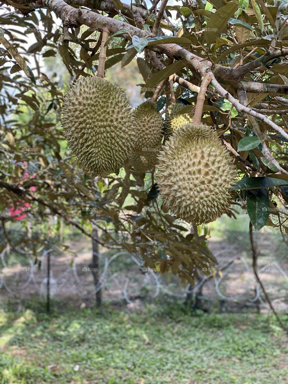 Durian on the durian tree in organic durian orchard.