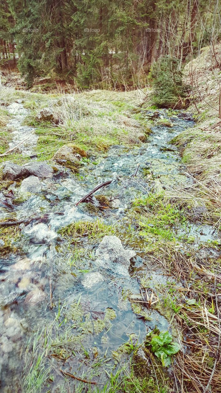 Nature, Wood, Water, Moss, Stream
