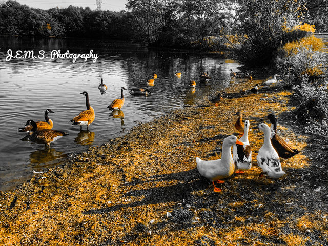 Nature 