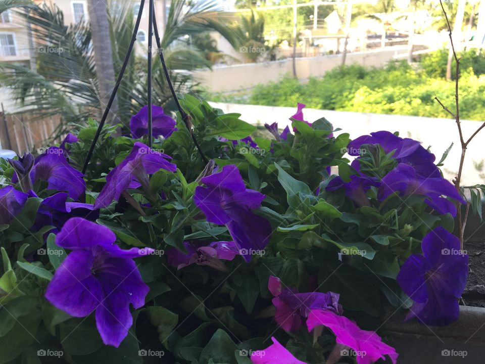 Purple flowers from our resort veranda.