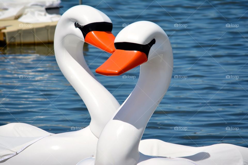 Swan boats