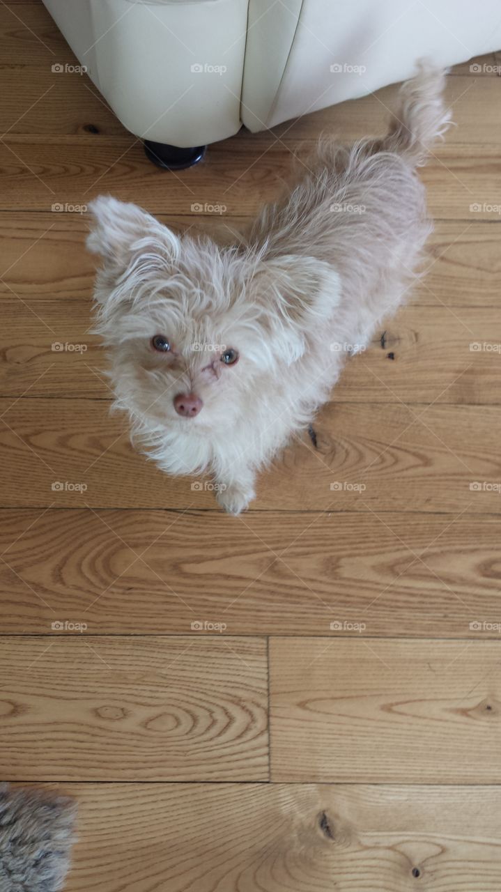 Cute little Teddy. Teddy the yorkie mix posing for the camera