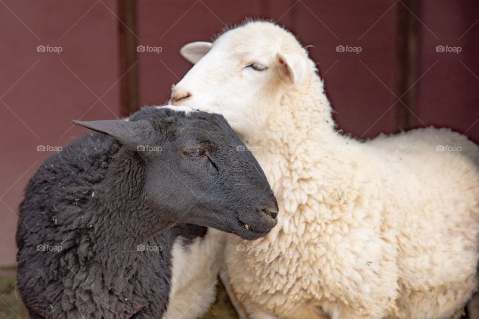 Ebony and ivory sheep snuggling