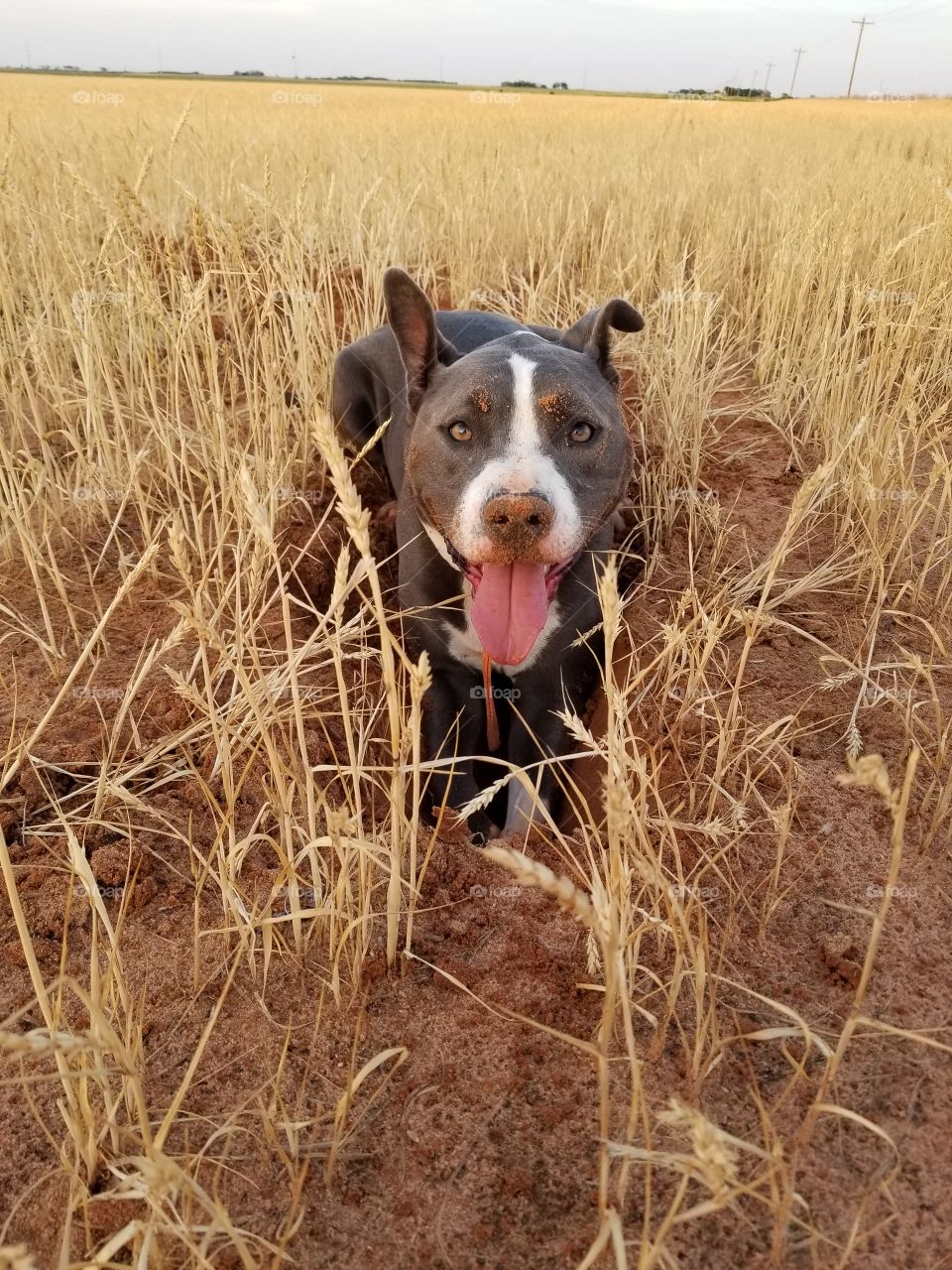 fiona in the wheat field