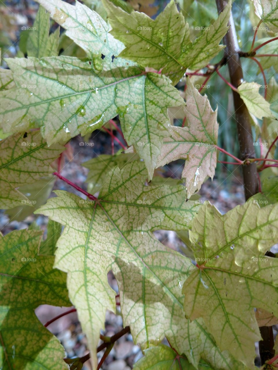 leaves