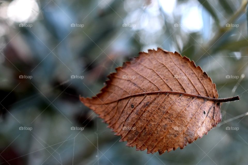 brown leaf