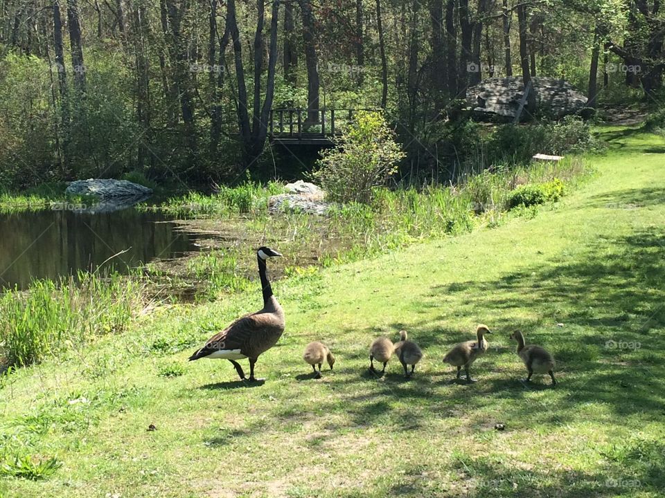 Family of geese 
