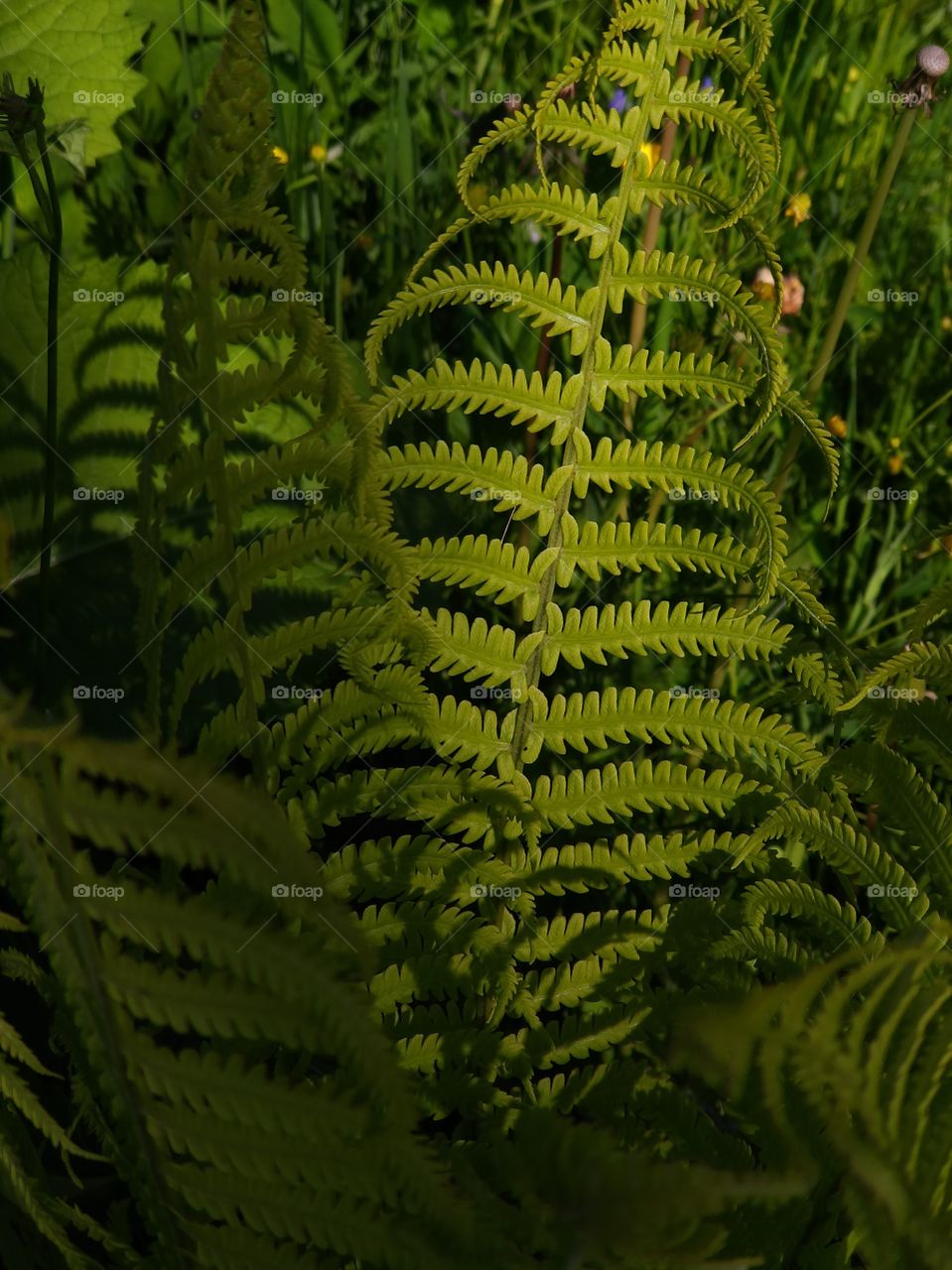 Fern