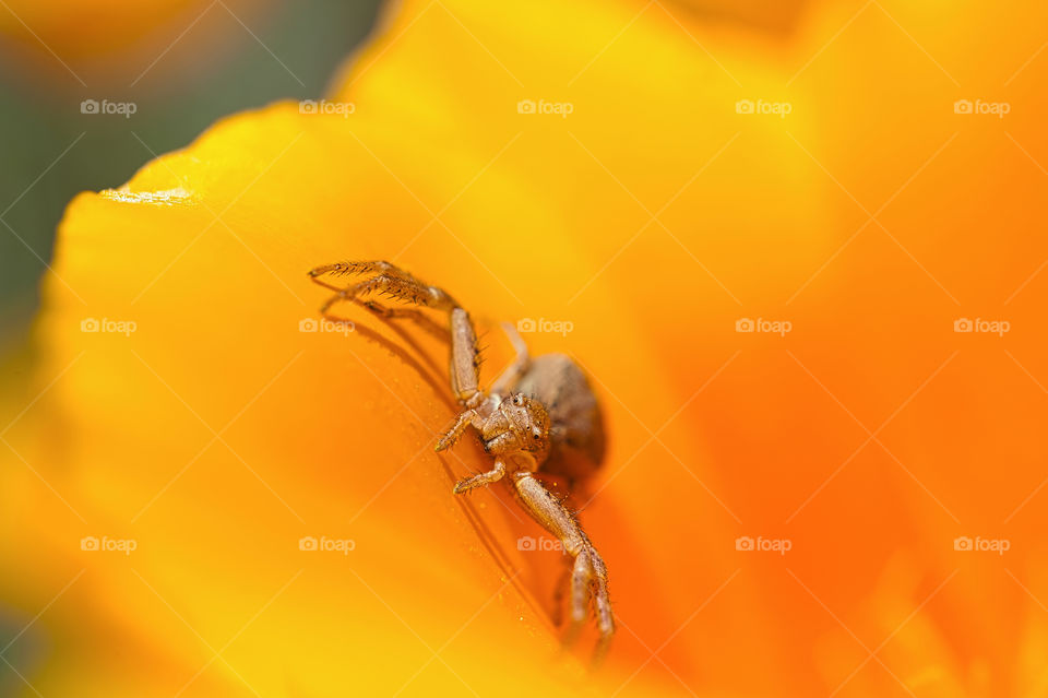 Anyphaena accentuata know as Buzzing spider. Crawling on orange colored Californian poppy flower petals.