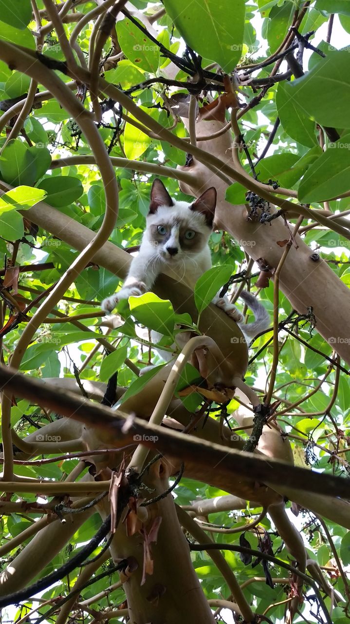 Tree Climbing. My kitten, Gus, climbed a tree in my backyard. He looked quite adorable up in the branches with all of the leaves.