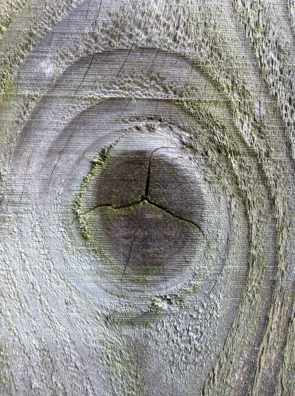 closeup wood rings tree by craigcpaterson