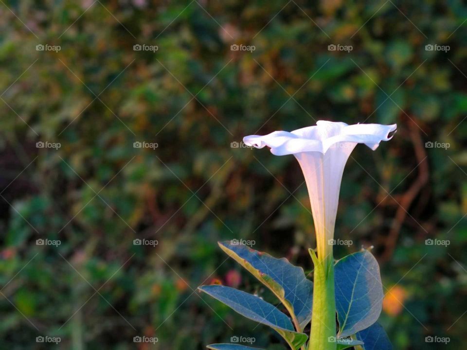 White colored flower.....