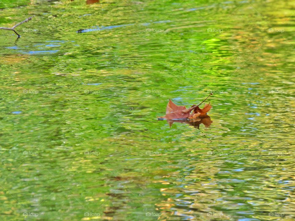 Leaf in the river