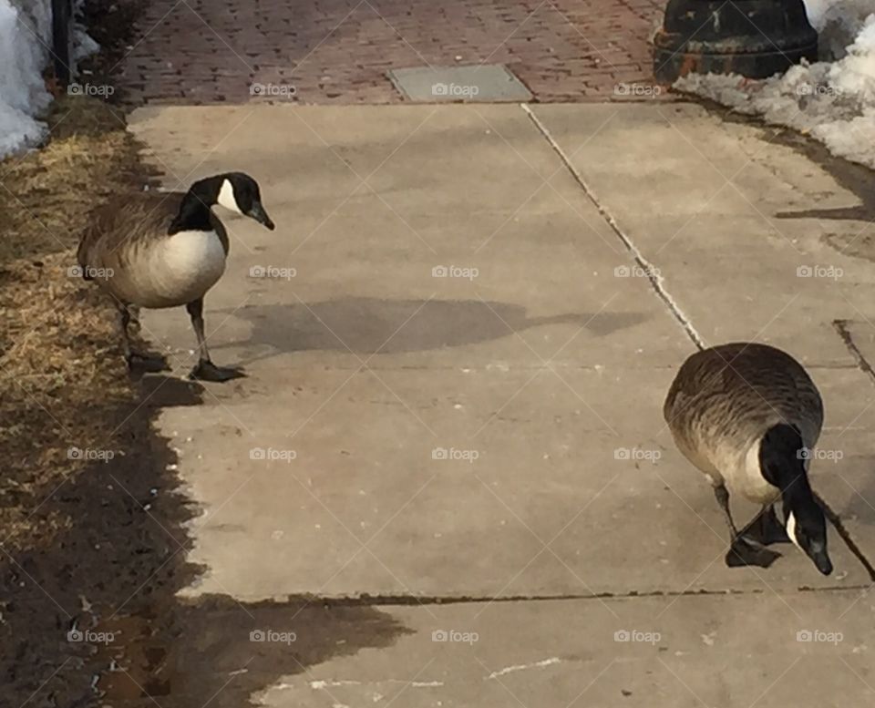 Spring geese of Boston 