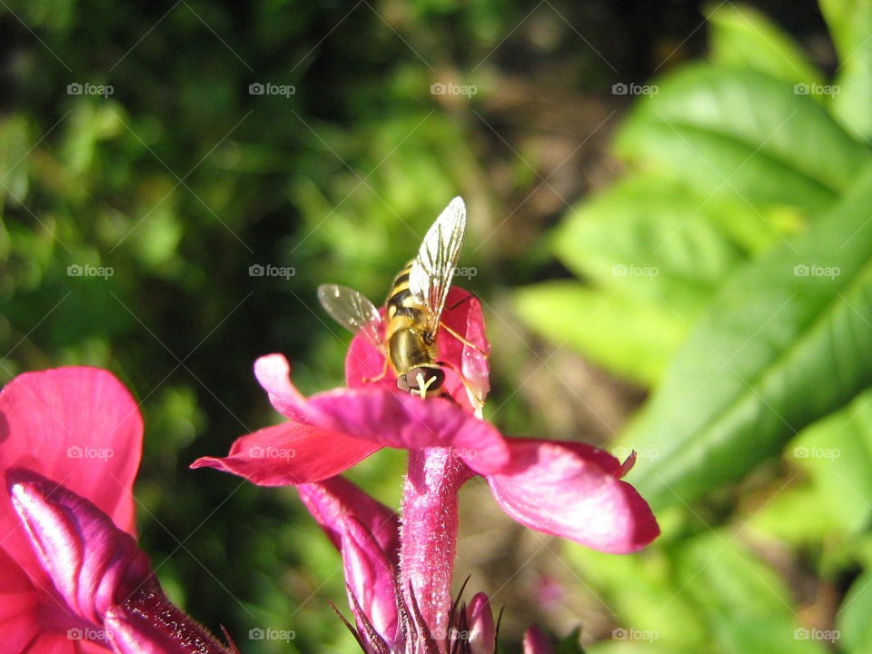 Striped Fly