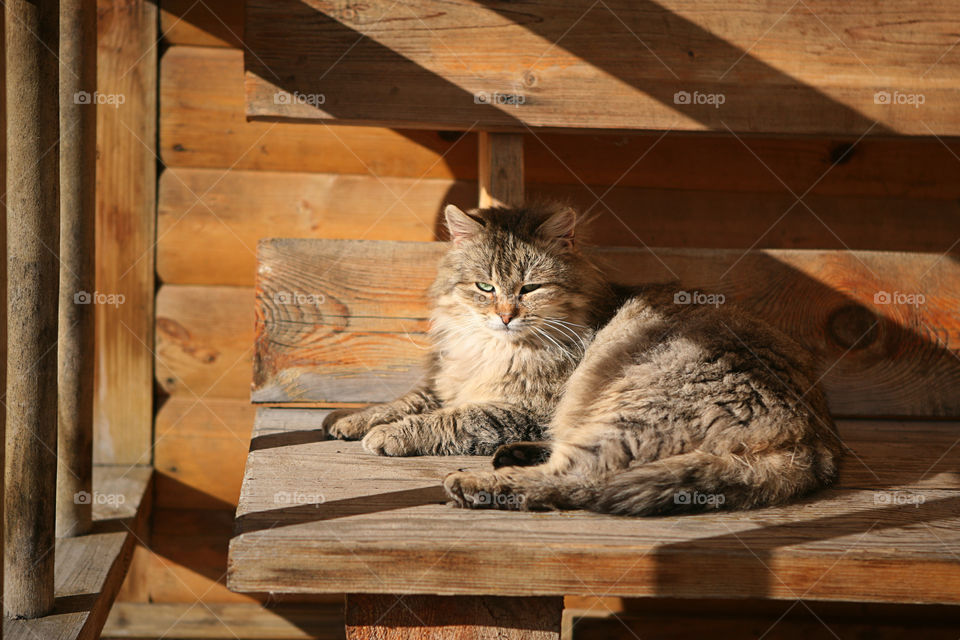 Fluffy cat resting on a wooden bench 