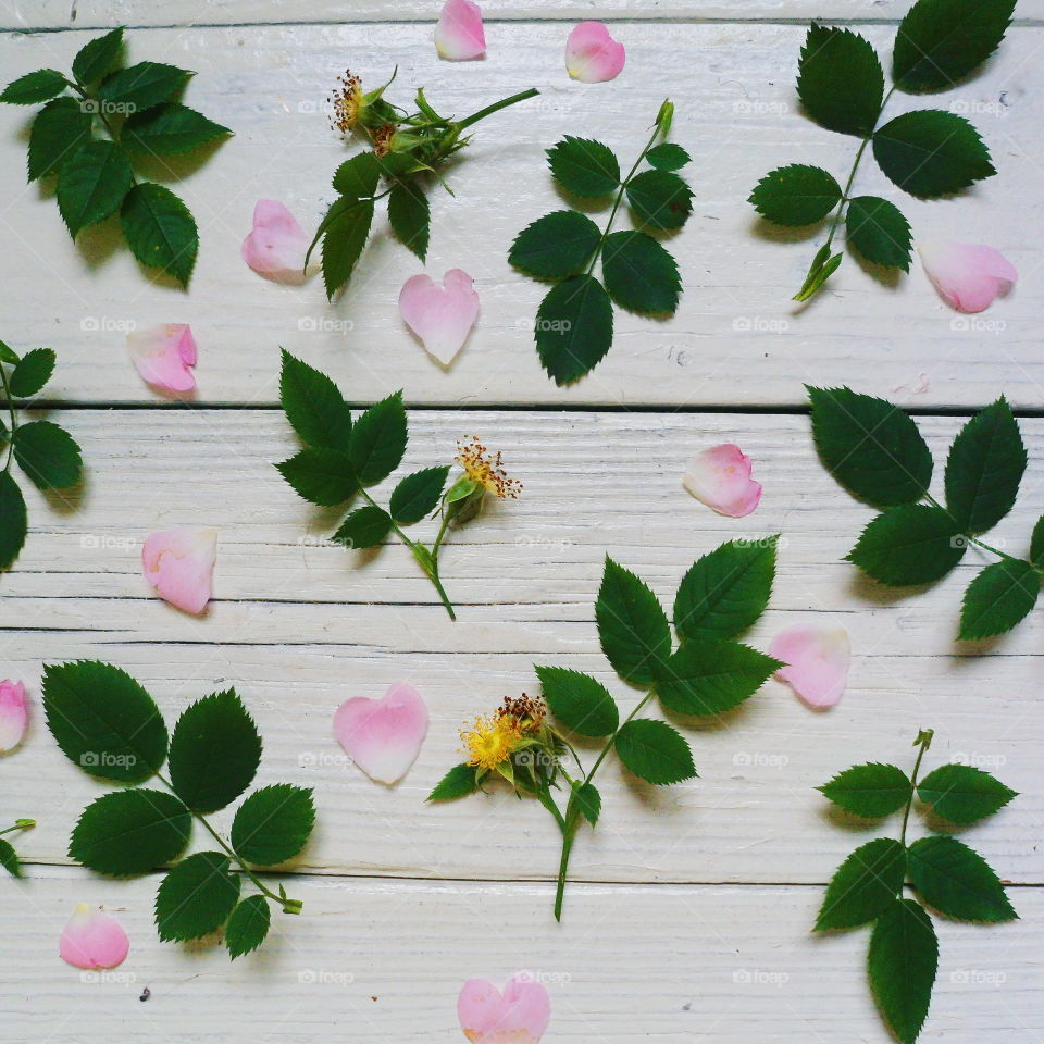 petals and leaves of wild rose on white background