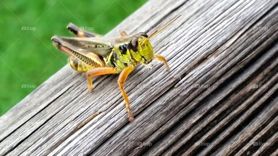 Jiminy, That's Not a Cricket!