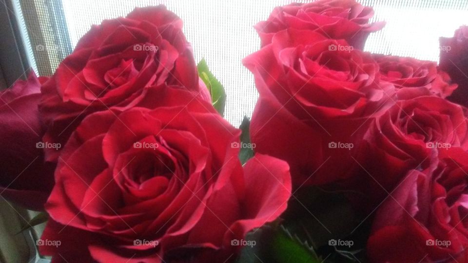 Rose, Flower, Petal, Love, Romance