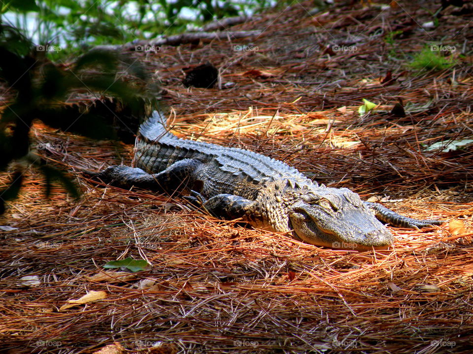 Gator Nap. I stumbled across this guy basking in the Sun close to the lakes shoreline. Hilton Head Island, South Carolina