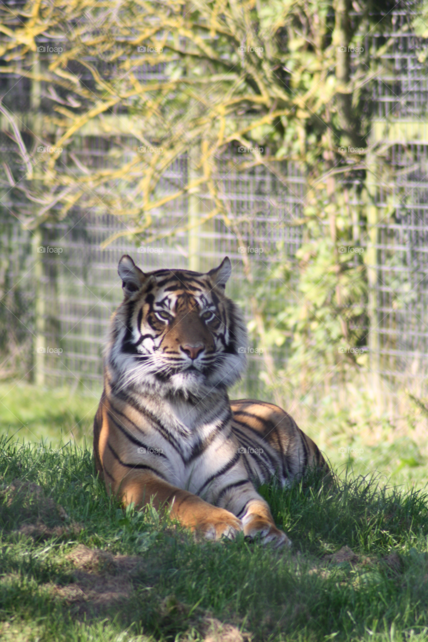 tiger zoo stripes by leonbritton123