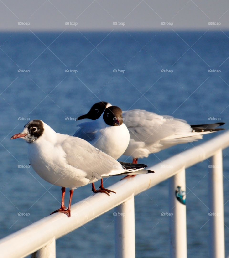 Seagulls at the Baltic Sea coast 