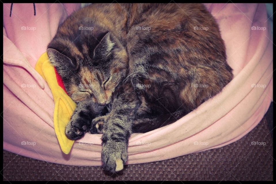 A cat sleeping on a princesse pillow