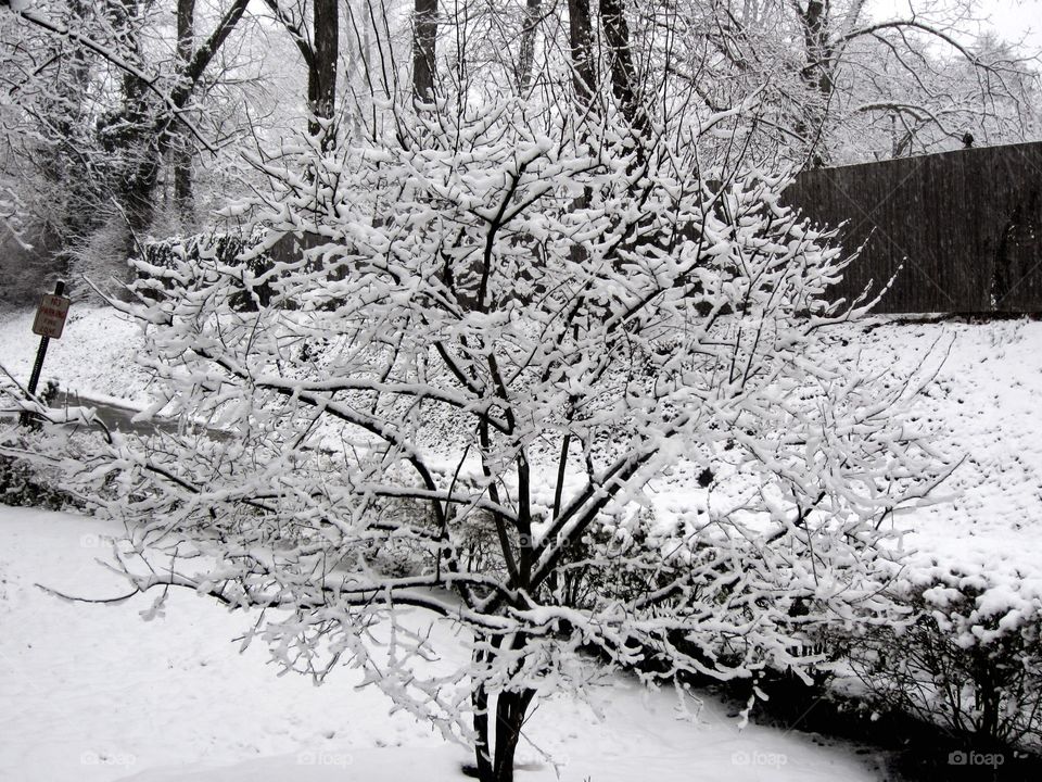 Snow Snow and More Snow