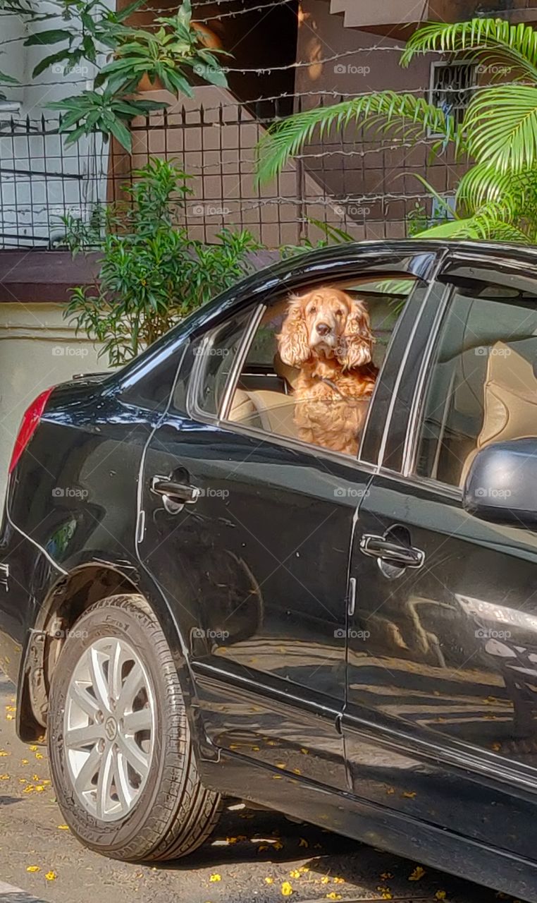 cute pet going out in the car for a drive