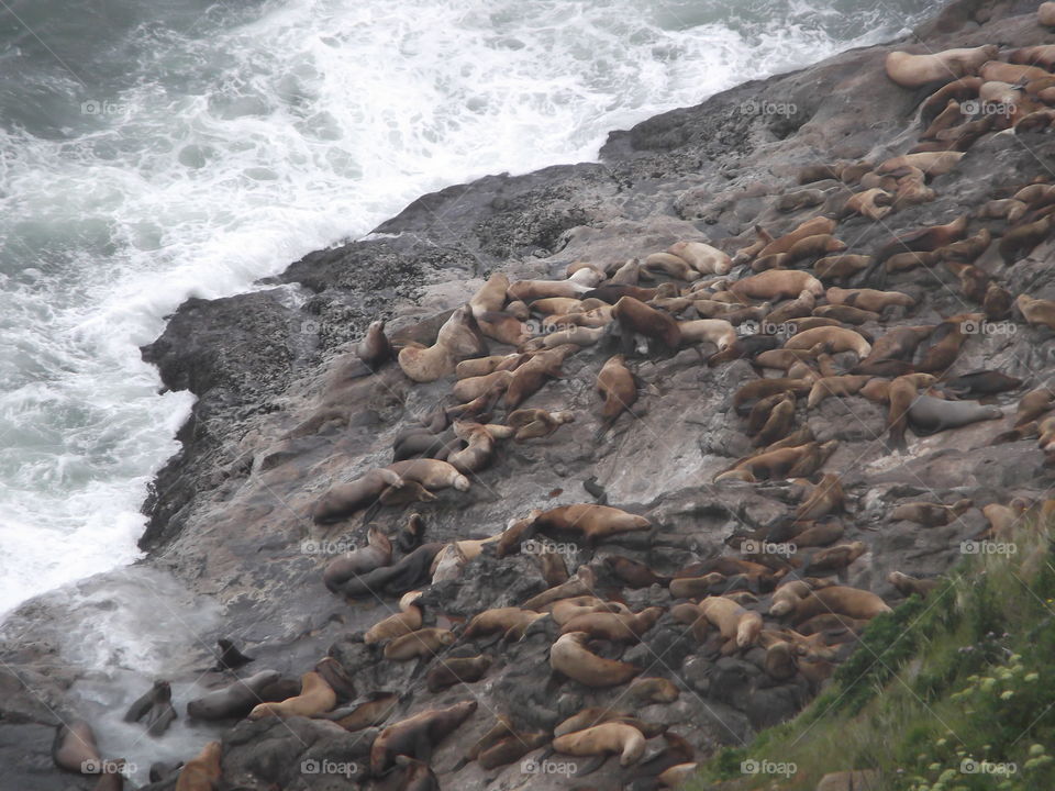 Oregon Coast sea lions