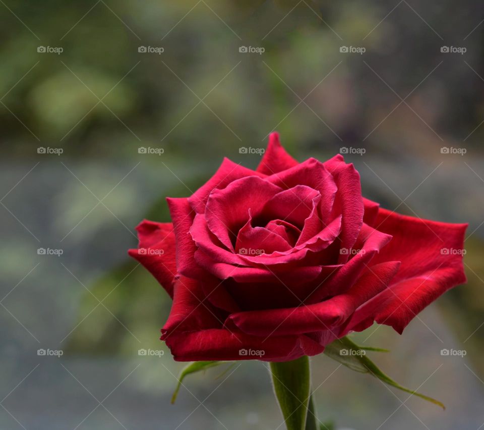 red rose and green leaves beautiful colours