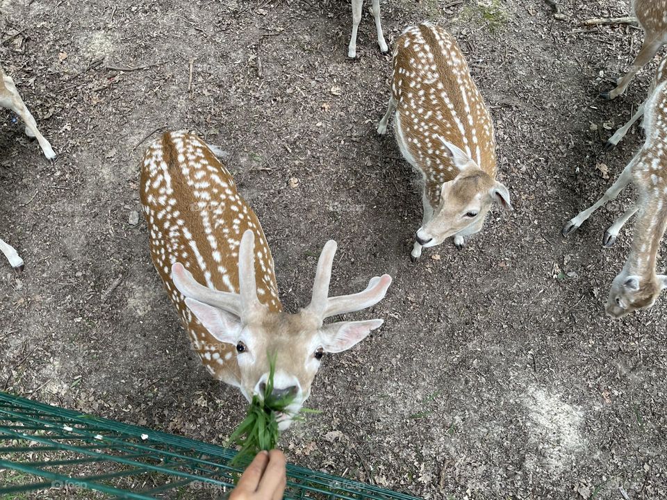 Feeding deer’s 