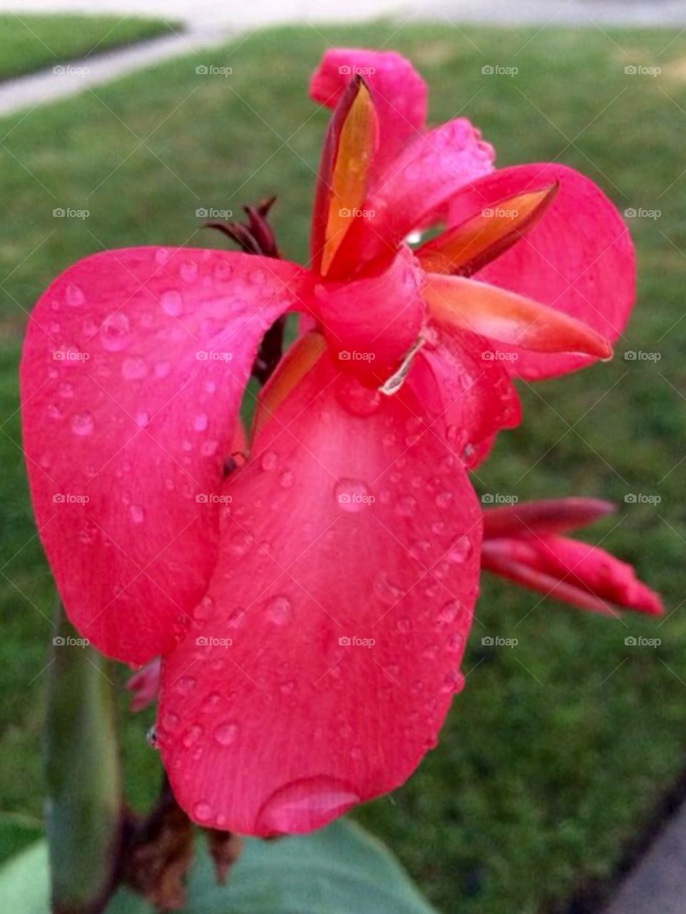 Pretty pink flower
