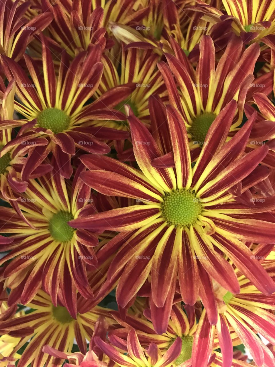 Bunch of flowers in red and yellow colour 
