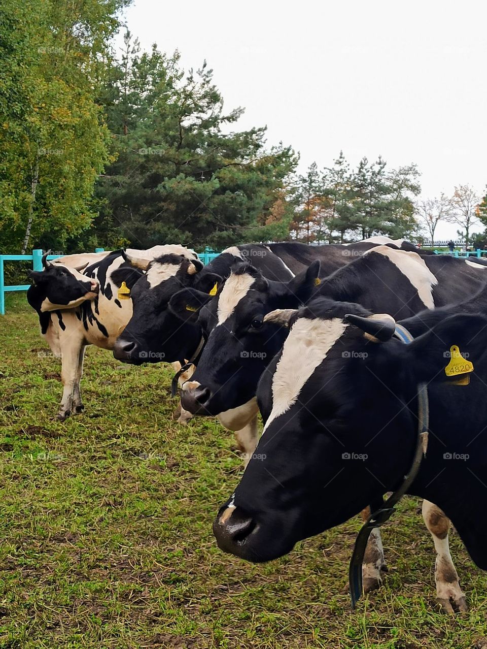 Vacation series : countryside . Cows