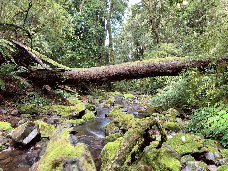 Fallen tree across Five Day Creek, New England National Park, NSW Australia 
