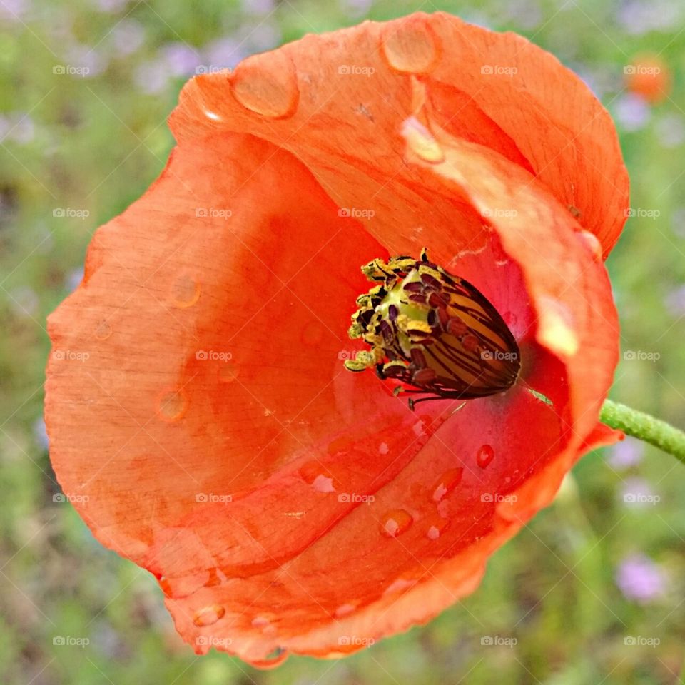 Red Poppy