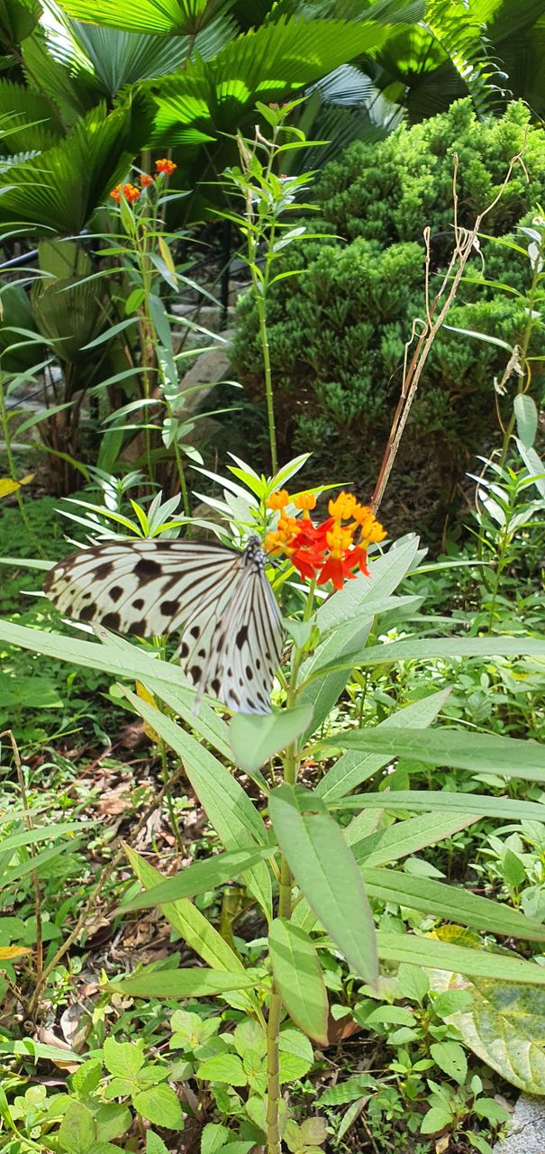 butterfly