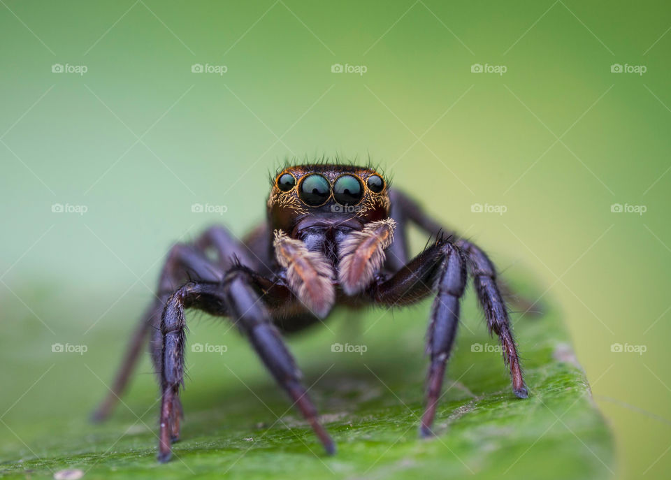 Jumpingspider in my home