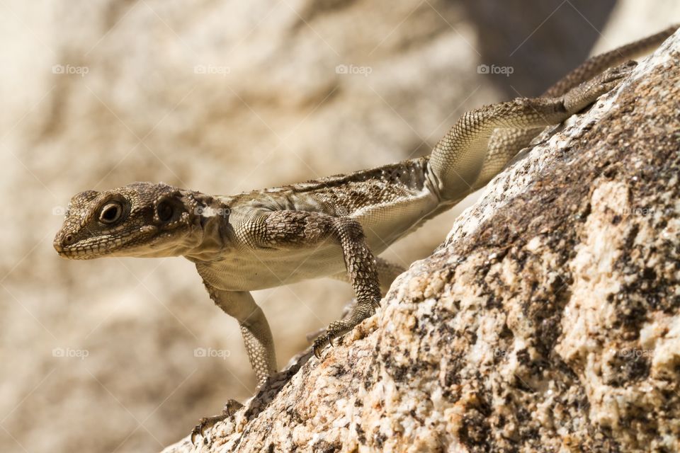 Lizard standing on a rock. Little lizard standing on a rough rock