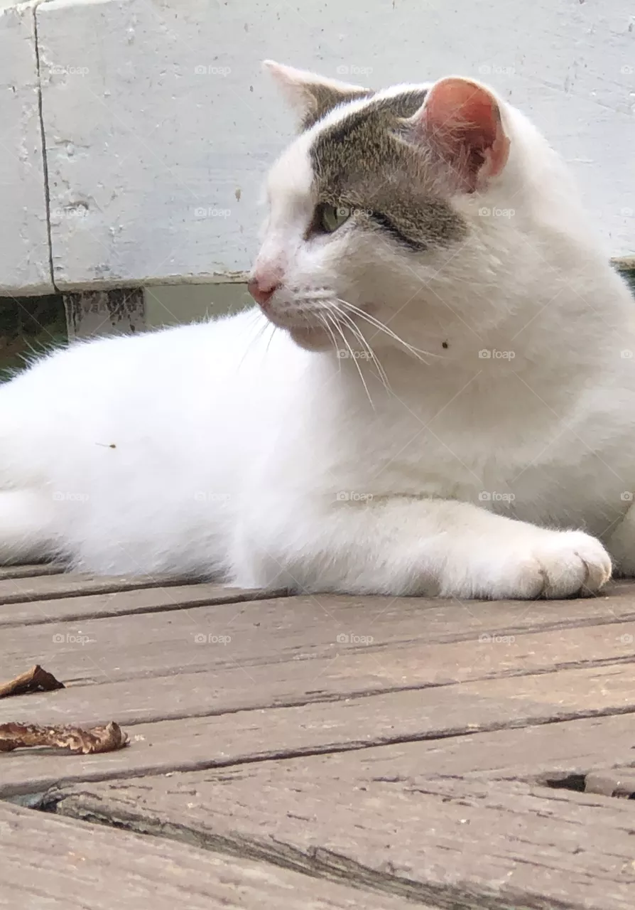 Jake the stray