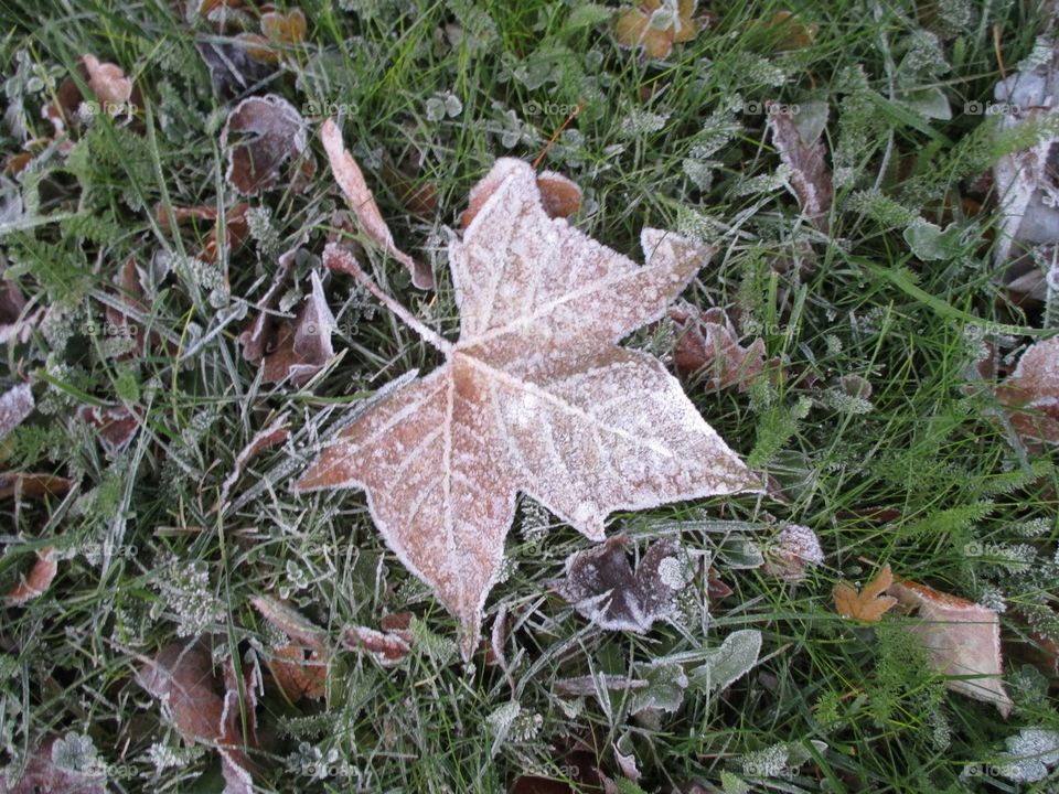 Frosty fallen leaf winter chill