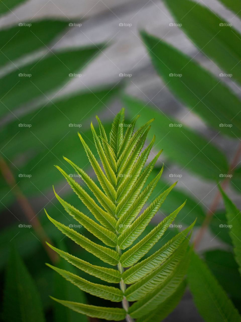 Light green fern leaves overlap one another, creating a pleasing symmetry.