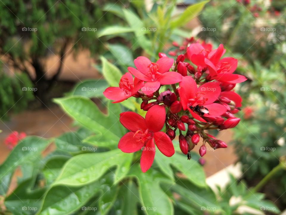 red flower blooming