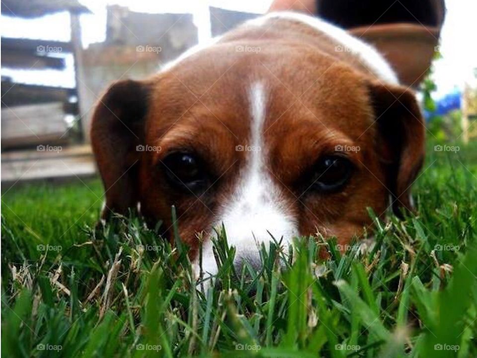 Dog laying in the grass
